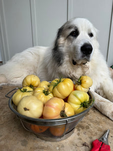 Tomato (Spanish White Tomato)