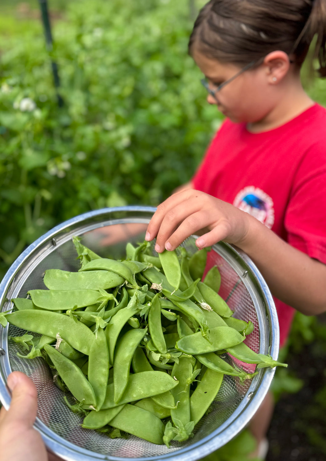 Snow Peas (Mangetout)