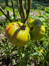 Tomato (Maggie Valley Hog Tomato)