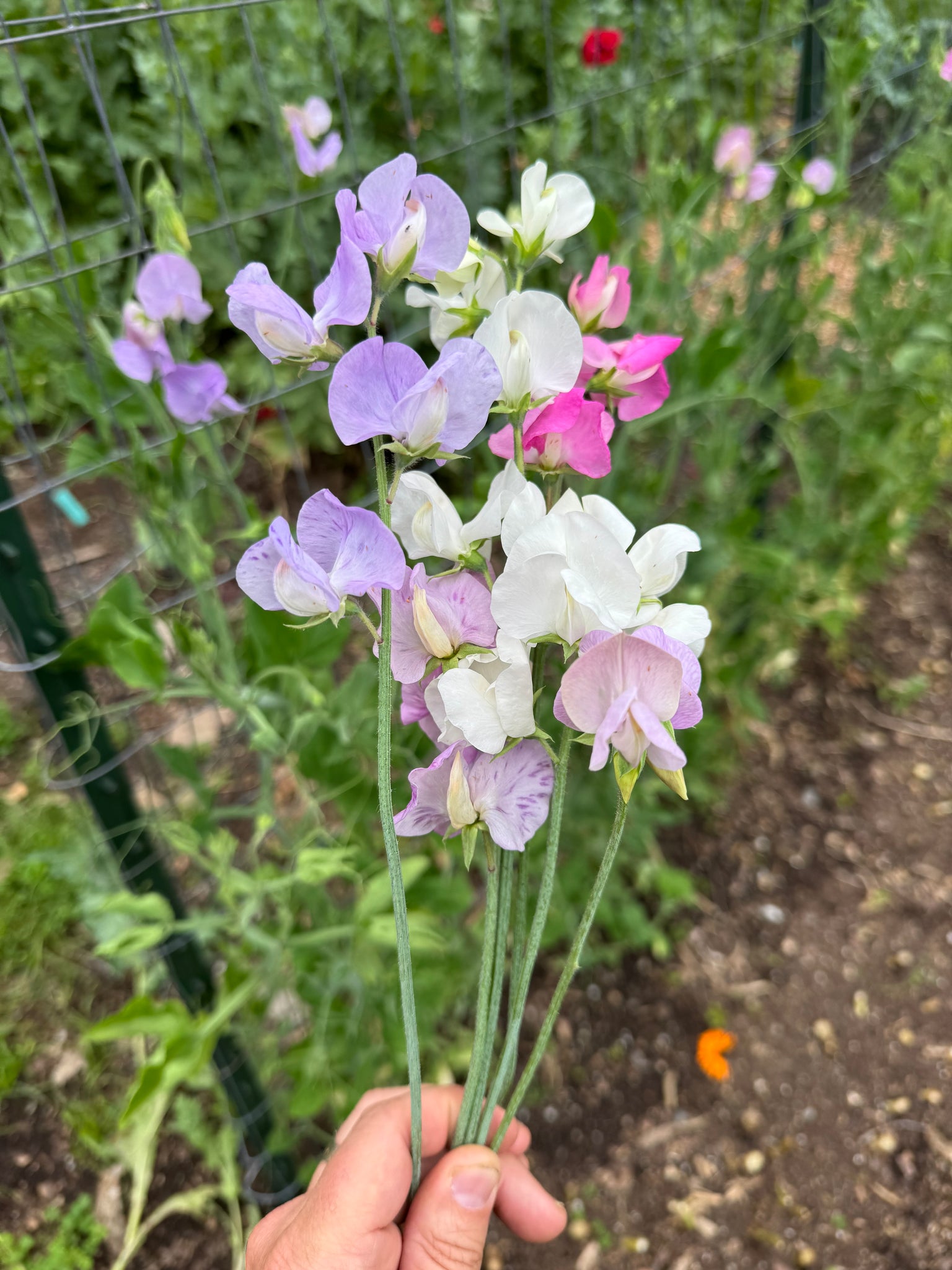 sweet peas planting from seed Sweet Peas – Kids Seed Co