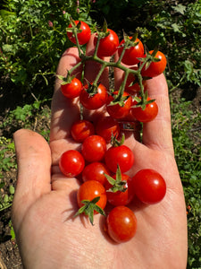 Tomato (Red Currant Tomato)