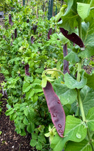 Snow Peas (Purple Snow Peas)