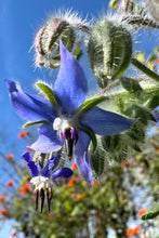 Borage