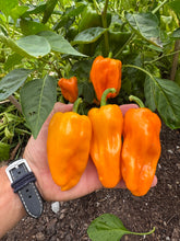 Pepper (Sweet Petit Marseillais Pepper)