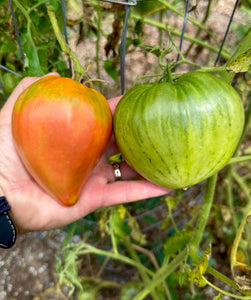Tomato (Téton de Vénus, Venus Nipple Tomato)