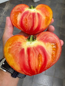 Tomato (Coeur de Boeuf Jaune Tomato)