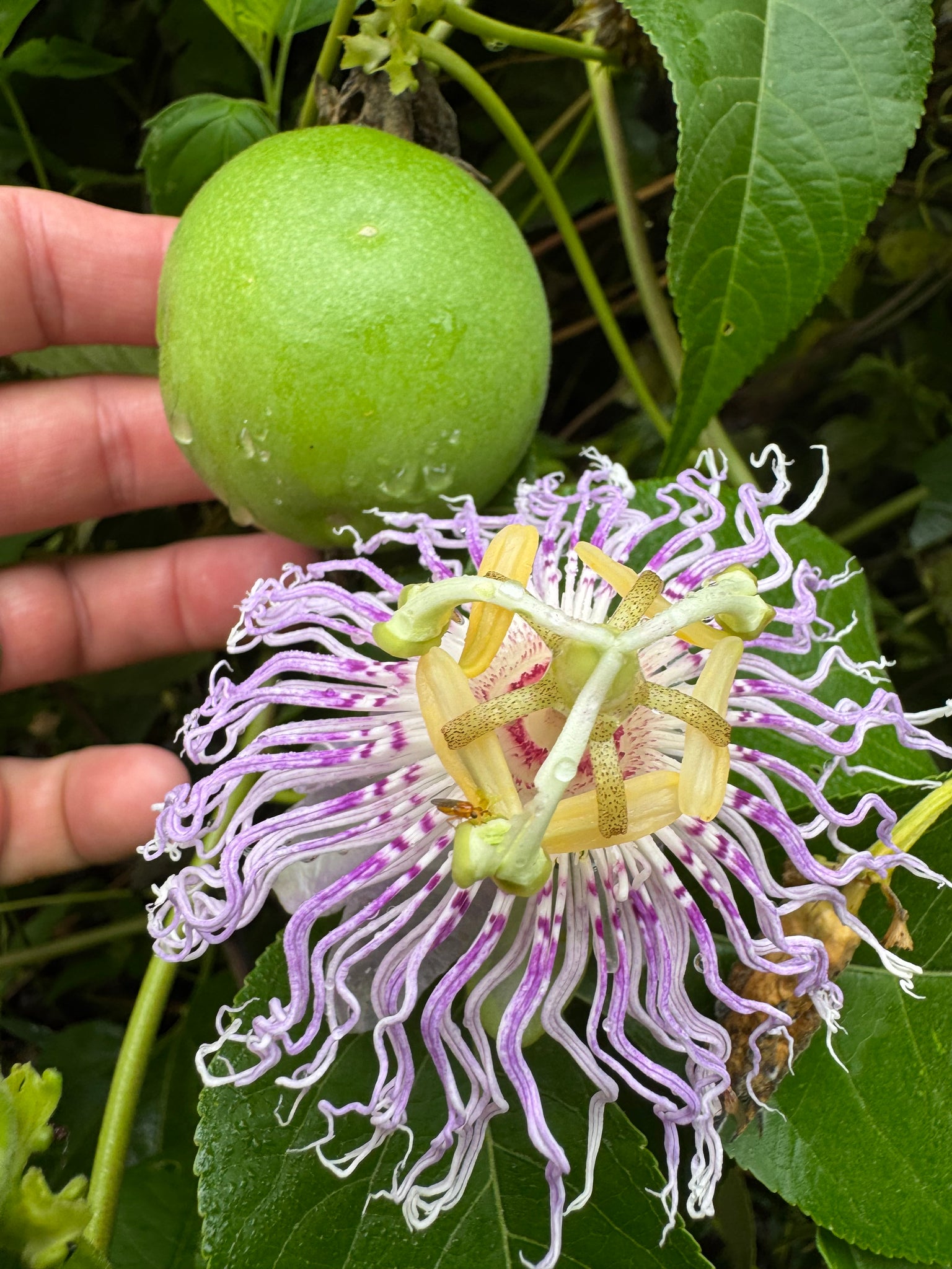 maypop passion flower seeds Passionflower / Maypop – Kids Seed Co