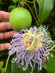 Passionflower / Maypop