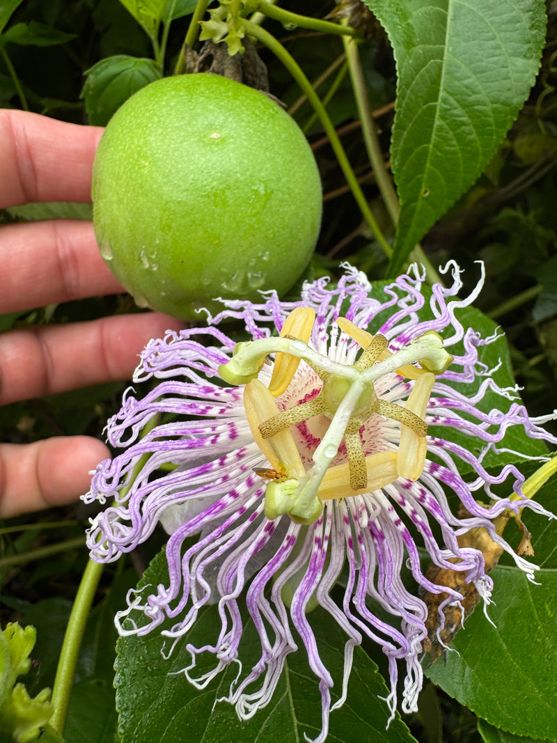 Passionflower / Maypop