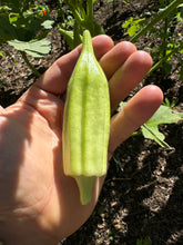 Okra (Geechee White Okra)