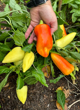 Collection (Container Garden Seed Varieties)