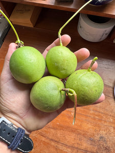 Passionflower / Maypop