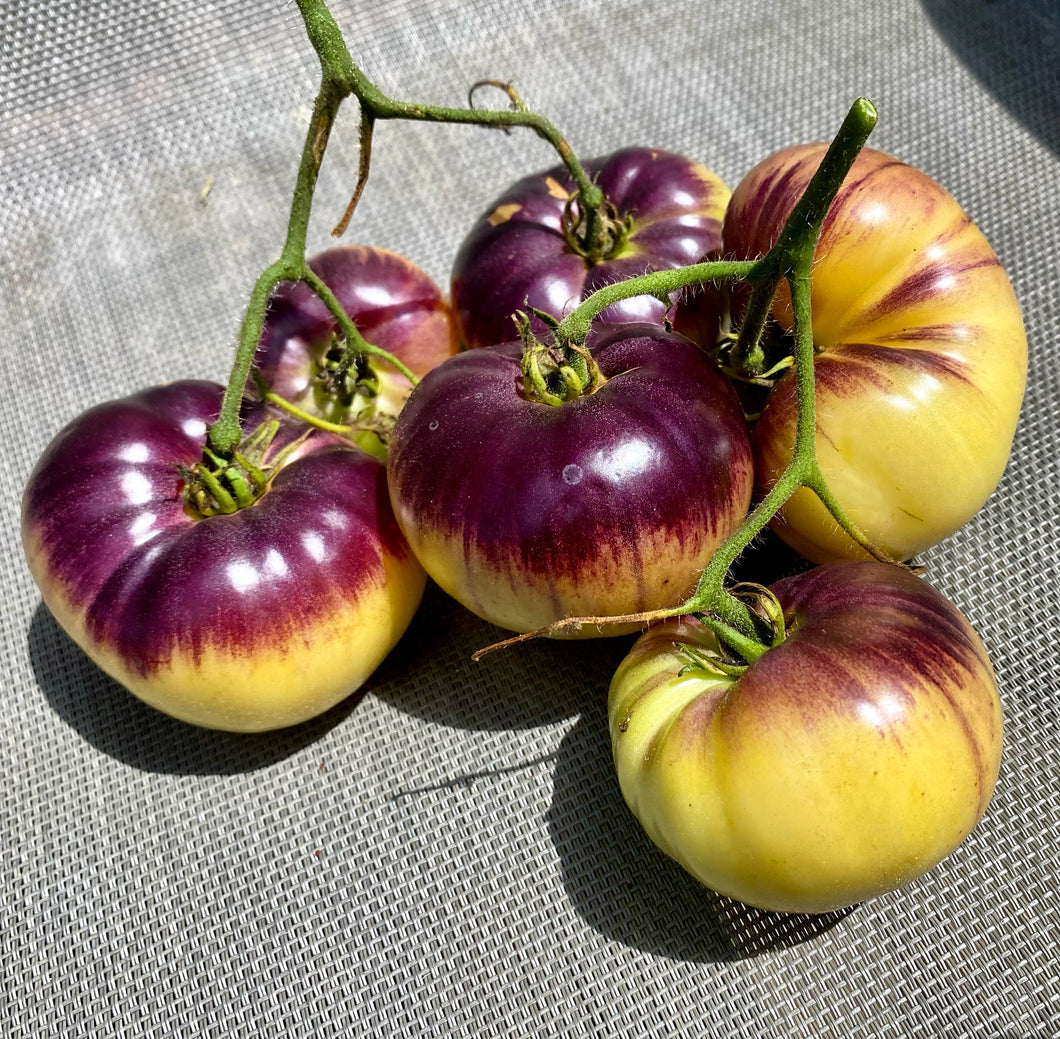 Tomato (Sart Roloise Tomato)