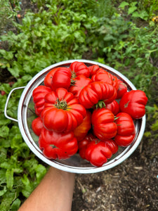 Tomato (Costoluto San Remo Tomato)