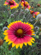 Blanket Flower / Firewheel Flower