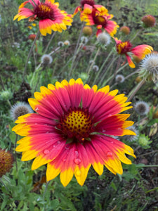 Blanket Flower / Firewheel Flower