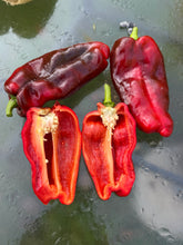 Pepper (Tendre de Châteaurenard Pepper)