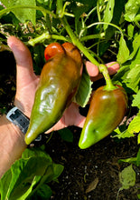 Pepper (Sweet Balkan Pepper)