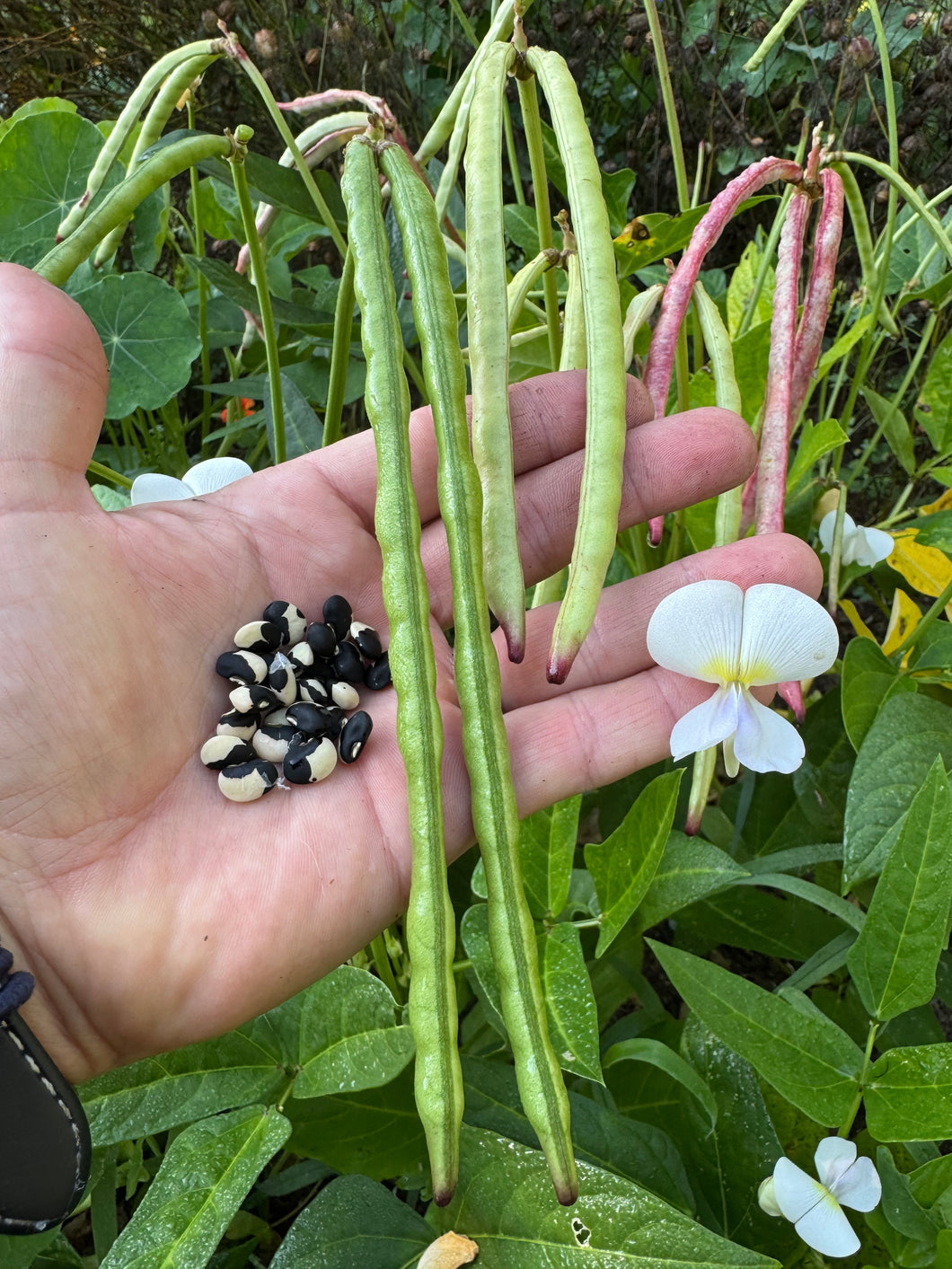 Bean (Lowcountry Black-eyed Pea)