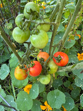 Tomato (Tondo con Pizzo Long-keeper Tomato)