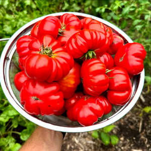 Collection (Italian Seed Varieties)