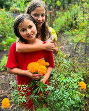 Mexican Marigold (Cempasúchil)