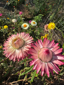 Strawflower