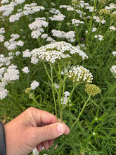 Yarrow