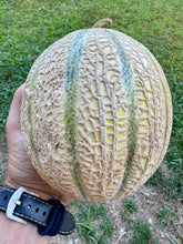 Melon (Charentais Melon)