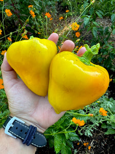 Pepper (Sweet Orange Lesya)