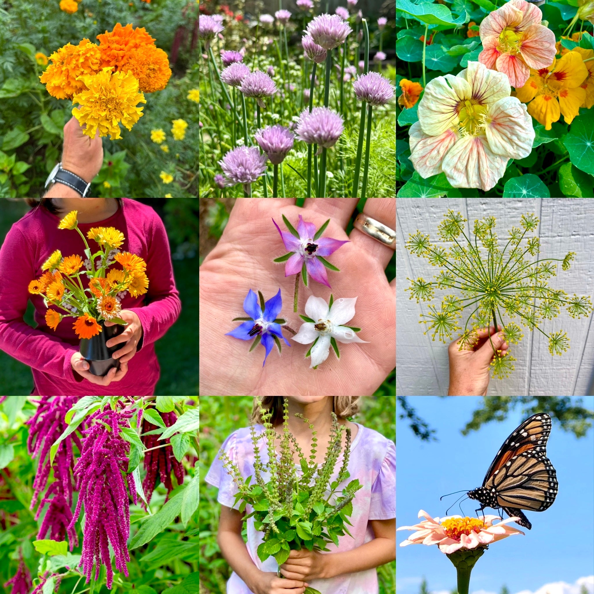 companion seed planting Companion Plant Seed Collection – Kids Seed Co