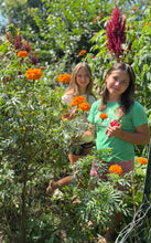 Mexican Marigold (Cempasúchil)