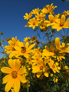Swamp Marigold