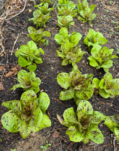 Lettuce (Salasc Speckled Lettuce / Mouchetée de Salasc)