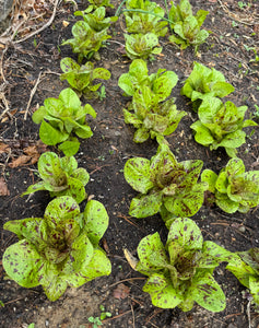 Lettuce (Salasc Speckled Lettuce / Mouchetée de Salasc)