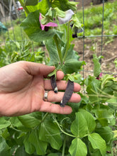 Snow Peas (Purple Snow Peas)