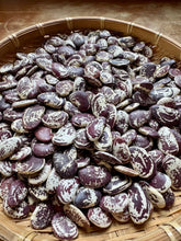Bean (Christmas Lima Bean)