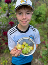 Tomatillo (Chiapas)