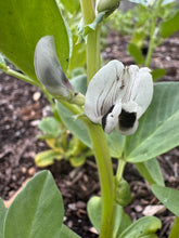 Fava Bean