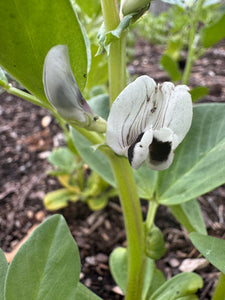 Fava Bean