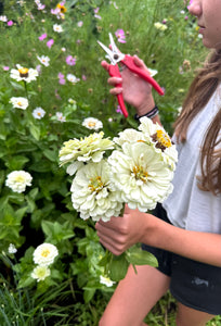 Zinnia Blanco