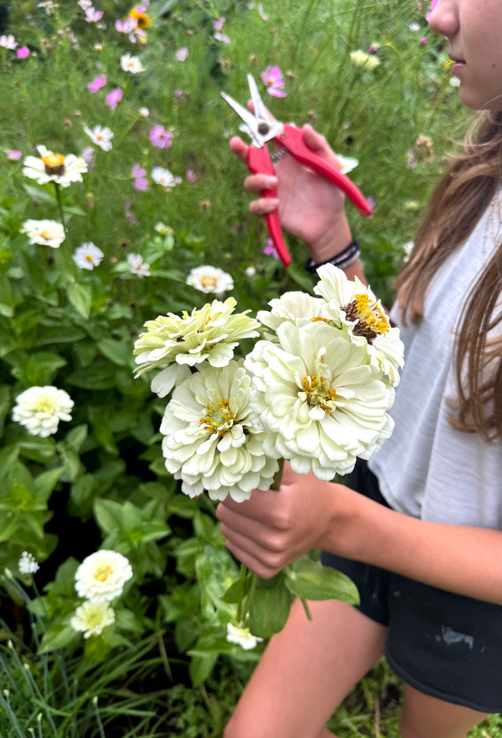 Zinnia Blanco
