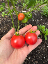 Tomato (Misora Japanese Tomato)