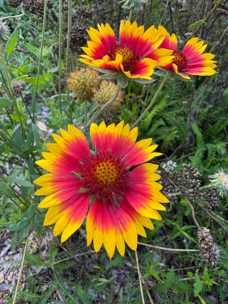 Blanket Flower / Firewheel Flower