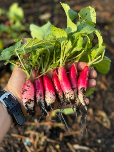 Radish (French Breakfast Radish)