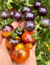 Tomato (Blue Goldberry Tomato)
