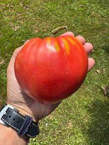 Tomato (Hungarian Heart Tomato)