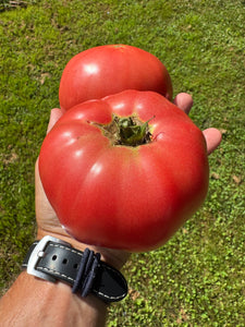 Tomato (Rose de Berne - Riviera Strain)