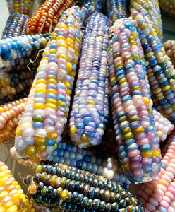 Corn (Glass Gem Corn)