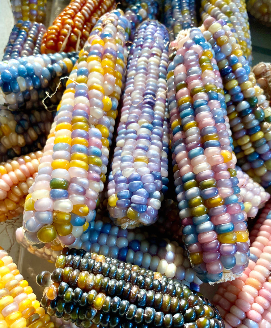 Corn (Glass Gem Corn)